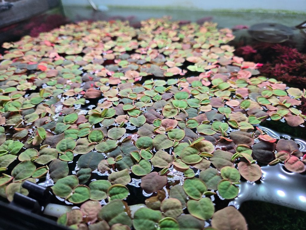 Red floaters,  rode drijfplant, Ophalen, Nieuw, Plant(en), Steen of Hout, Overige merken