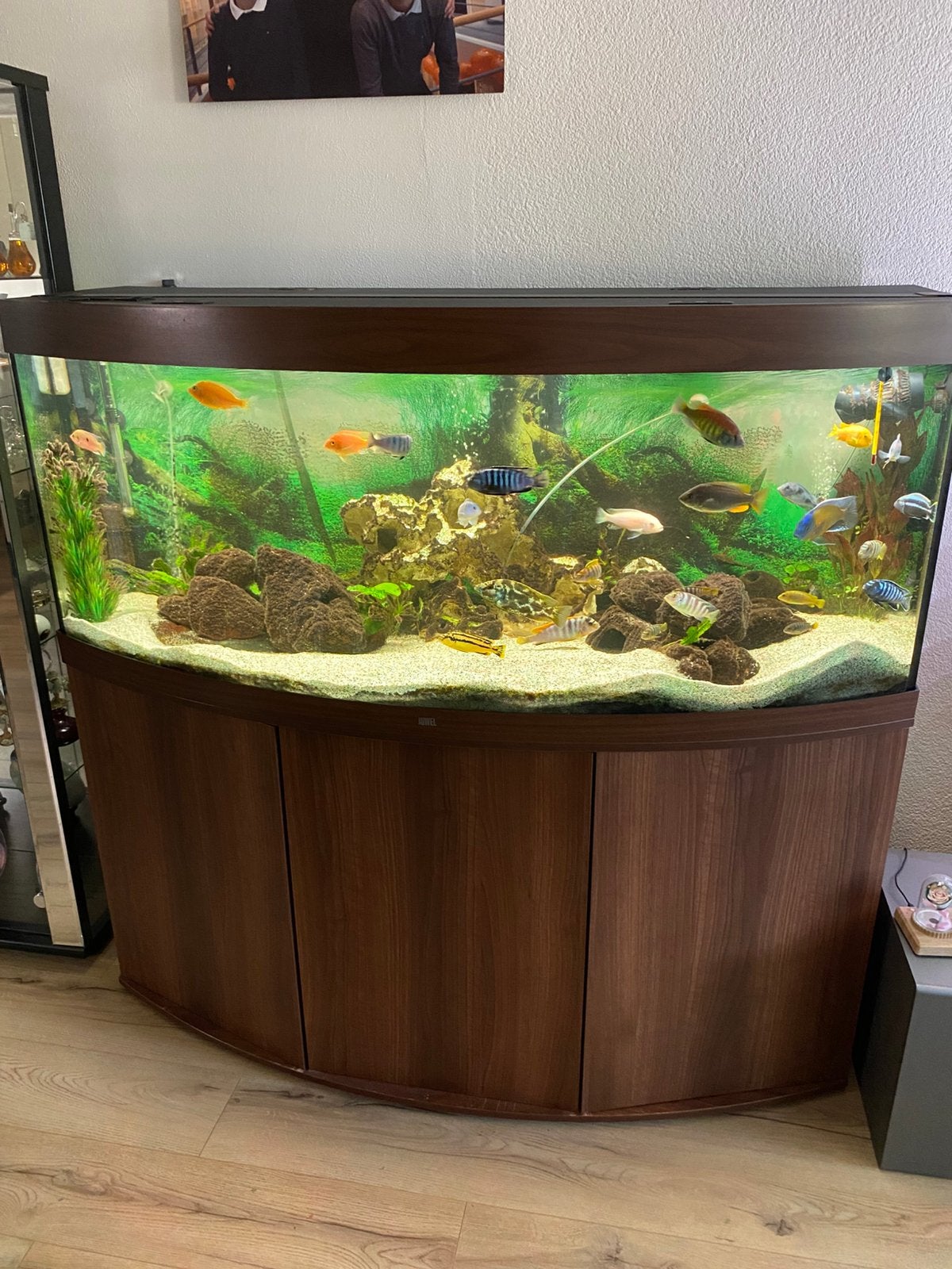 Aquarim juwel 450 panorama, Ophalen, Inclusief vissen, Juwel, Gevuld zoetwateraquarium