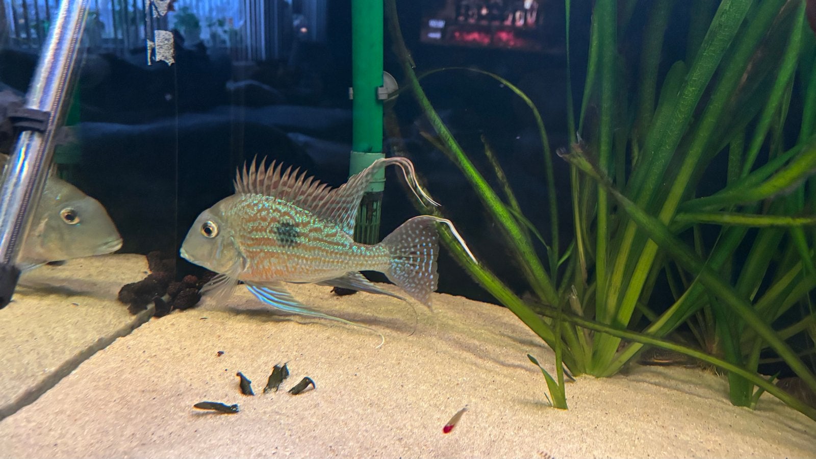 Manacapuru maanvis en geophagus, Dieren en Toebehoren, Vissen | Aquariumvissen, Vis, Zoetwatervis