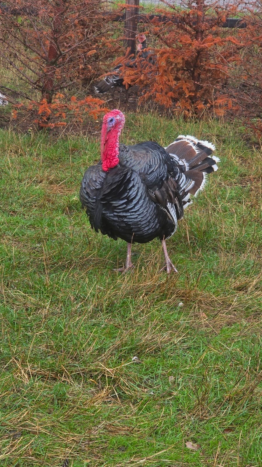 kalkoenen te koop, Dieren en Toebehoren, Pluimvee, Meerdere dieren, Kalkoen