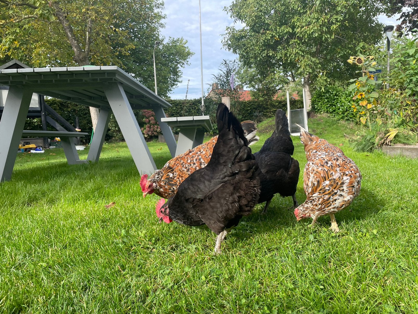 Hennen kippen easter egg tam marans, Dieren en Toebehoren, Vrouwelijk, Kip