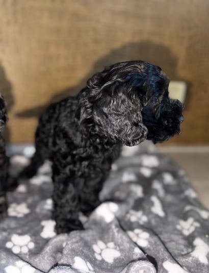 Huiskamer nest Cockapoo puppys zeer sociaal laatste reutje, CDV (hondenziekte), 8 tot 15 weken, Meerdere, Nederland