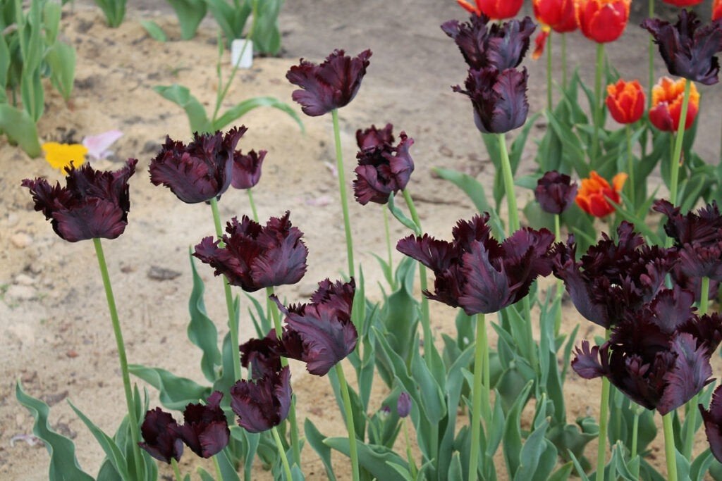Tulpenbollen en broedbollen Black Parrot x50, Ophalen, Volle zon