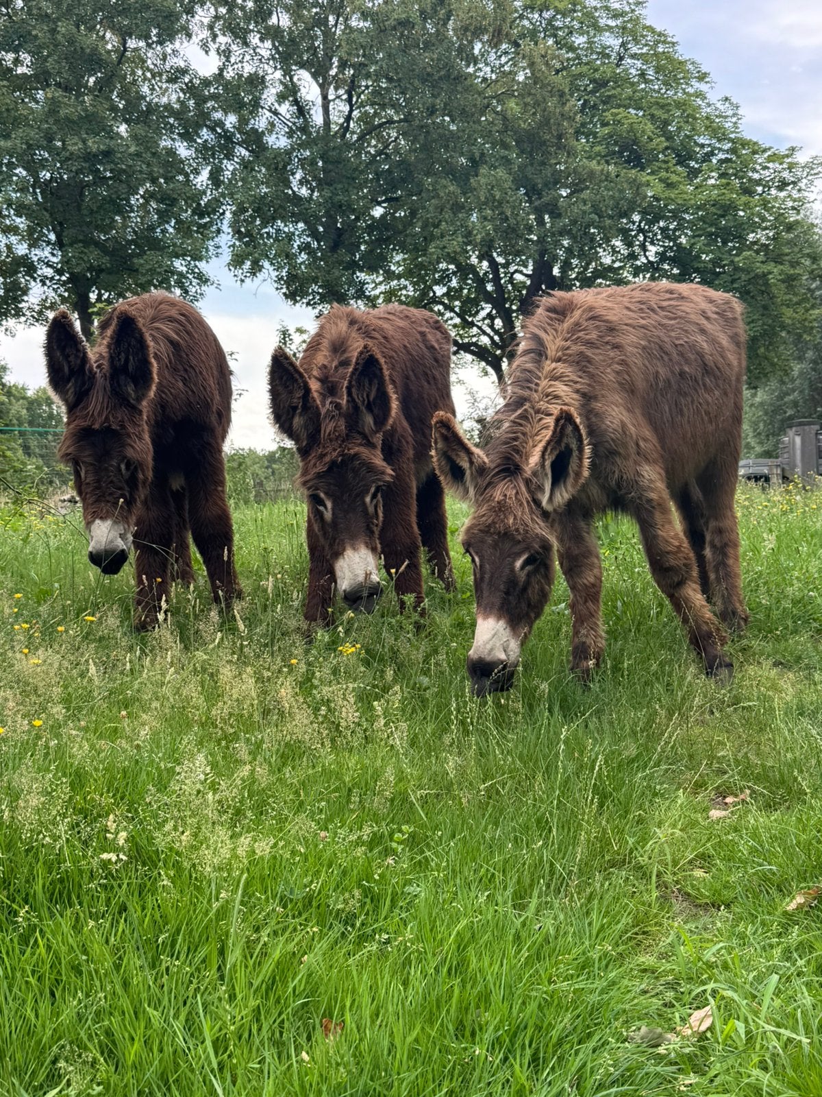 lieve poitou kruising ezel hengst, Juli, Mannelijk