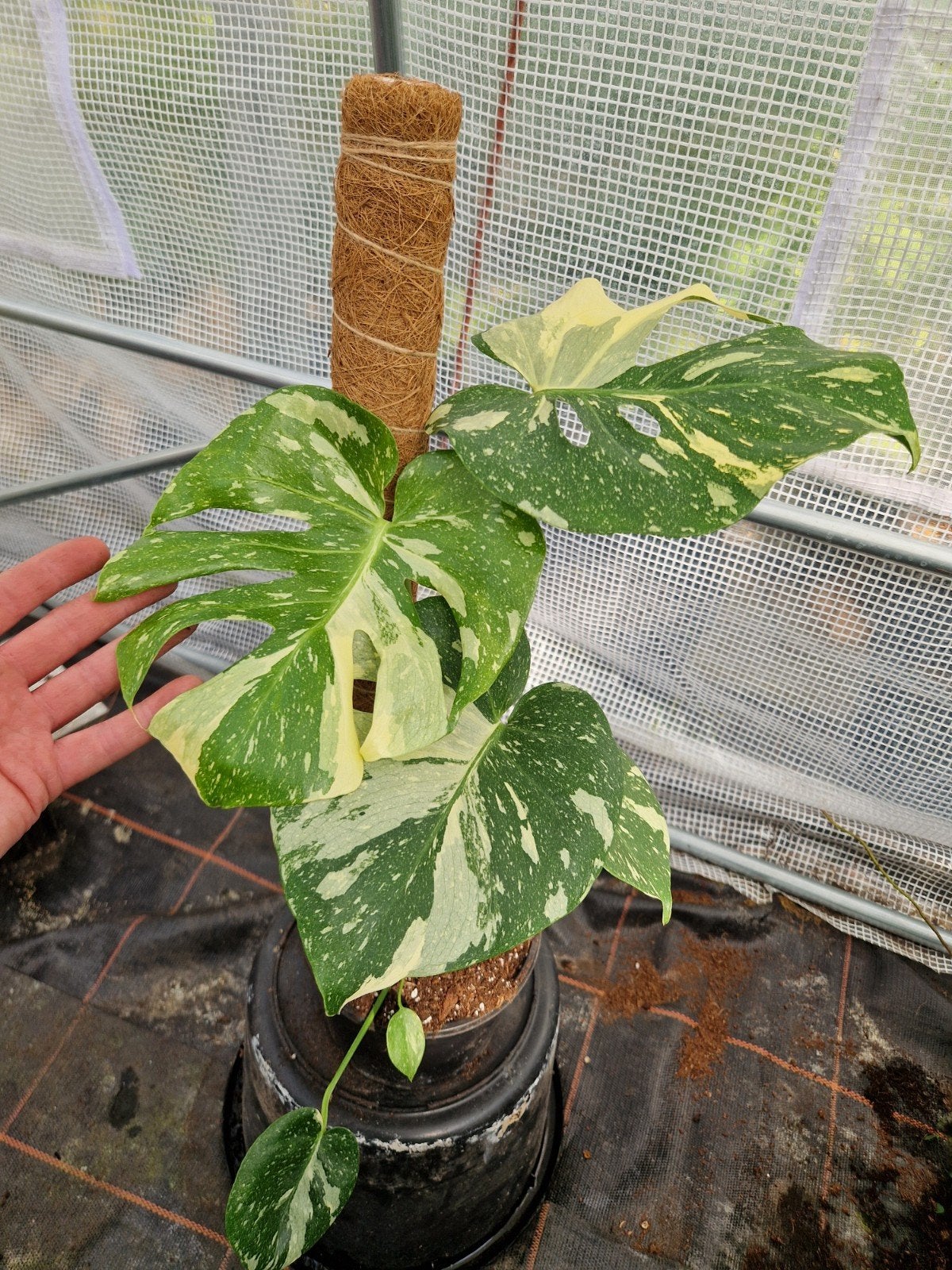 Monstera Thai Constellation op mosstok kamerplant, Ophalen of Verzenden, Halfschaduw, Minder dan 100 cm