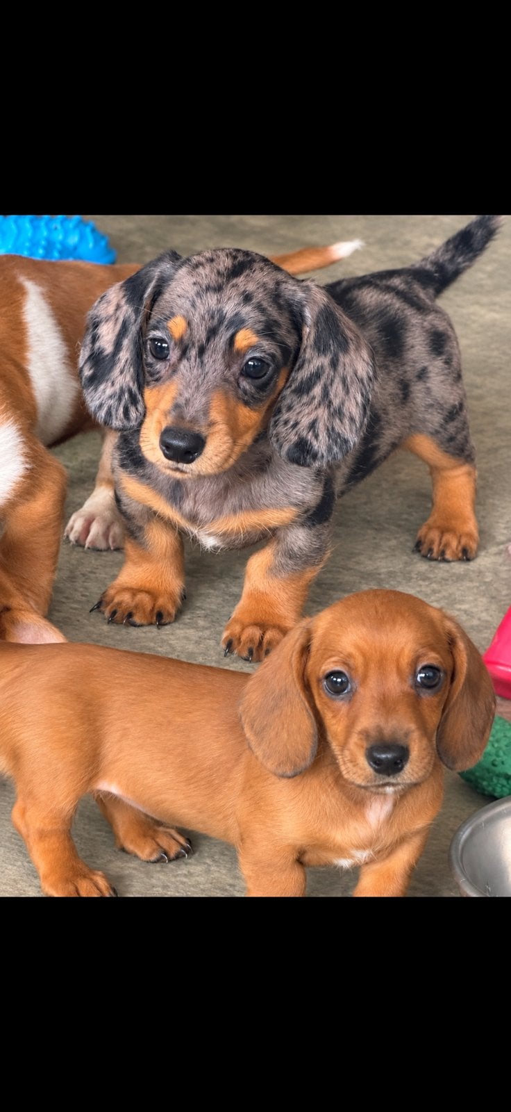 2 prachtige  teckel reutjes mogen verhuize, Dieren en Toebehoren, Honden | Teckels en Dashonden, Kaninchen, CDV (hondenziekte)