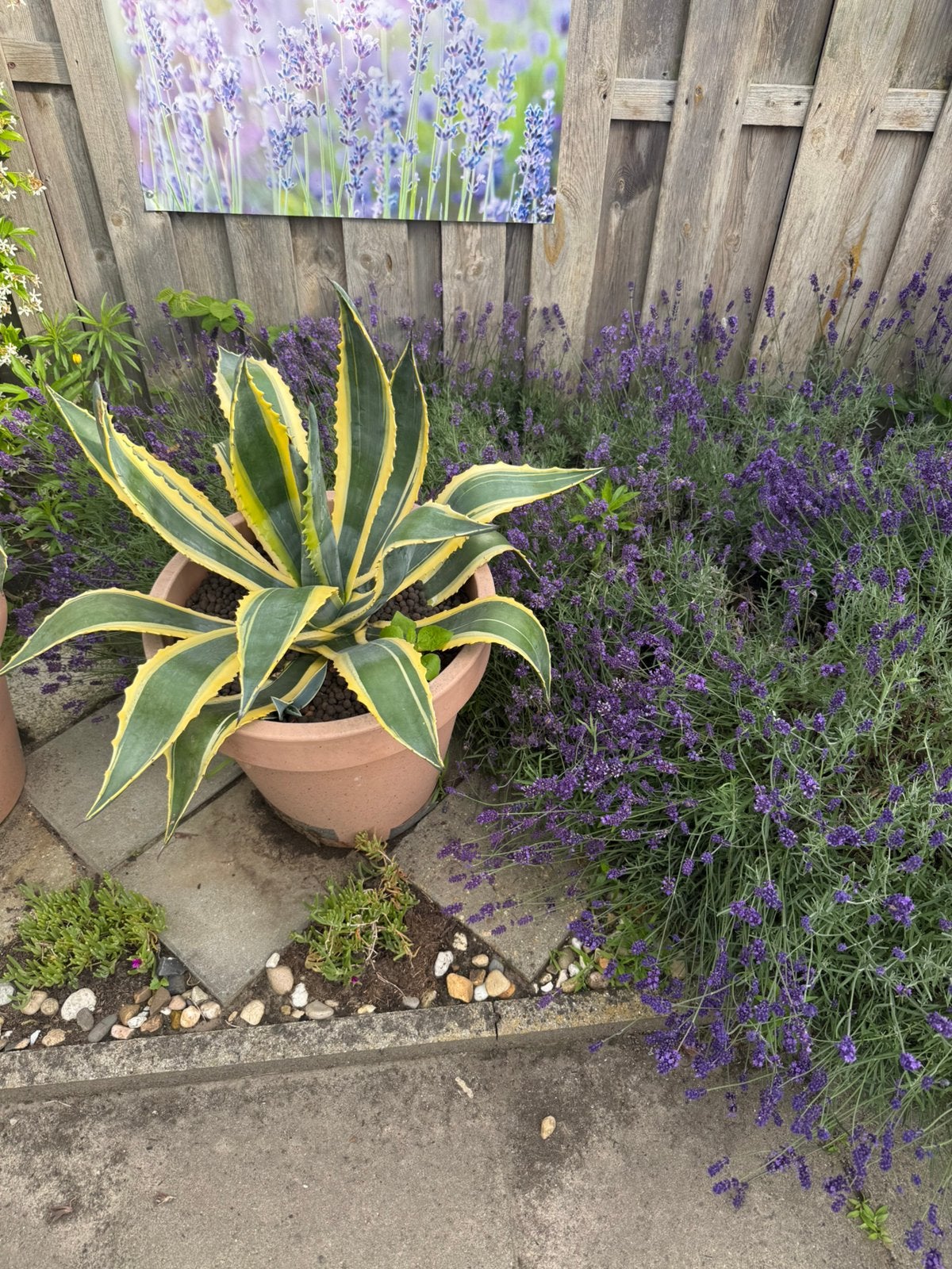 Agave americana, Ophalen of Verzenden