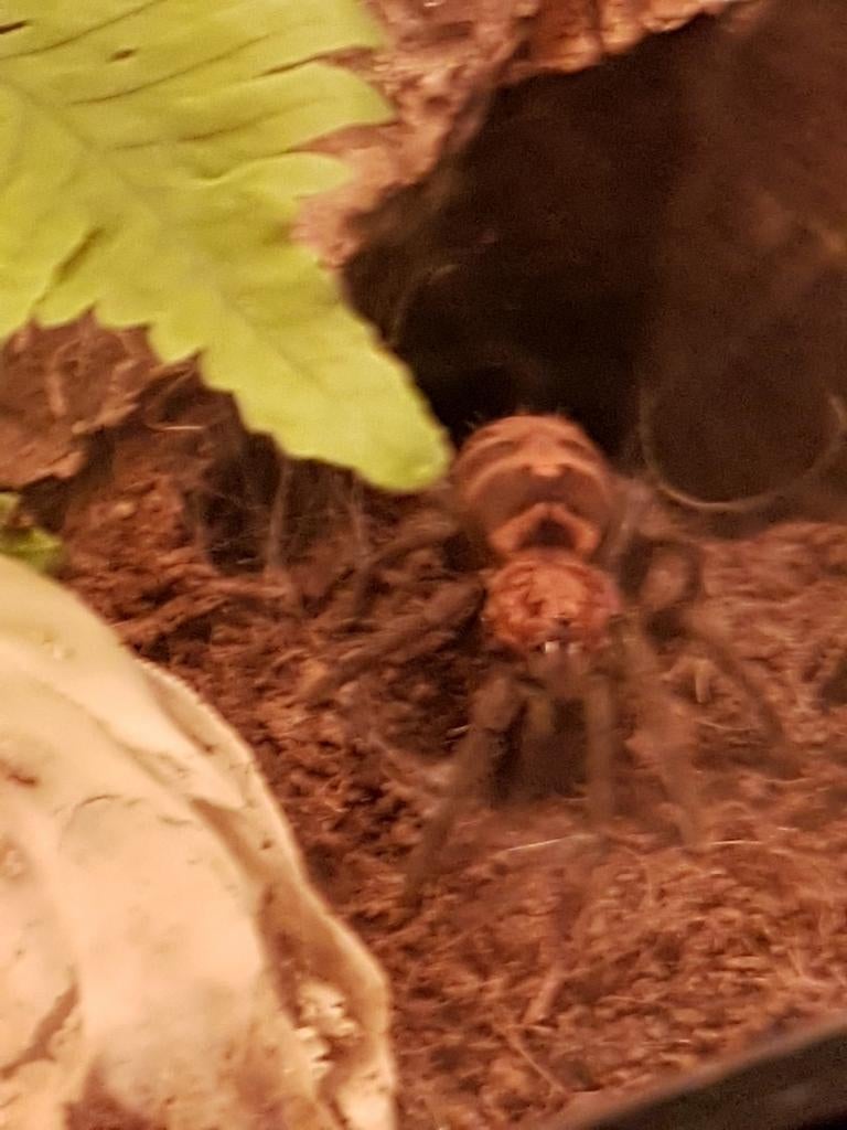 Davus pentaloris female  vogelspin, Dieren en Toebehoren, Amfibie, Met terrarium, 3 tot 6 jaar