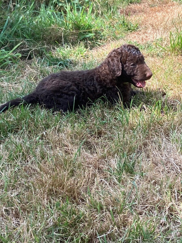 Mooie kruising retriever pups, Overige rassen, 8 tot 15 weken, Parvo, Meerdere