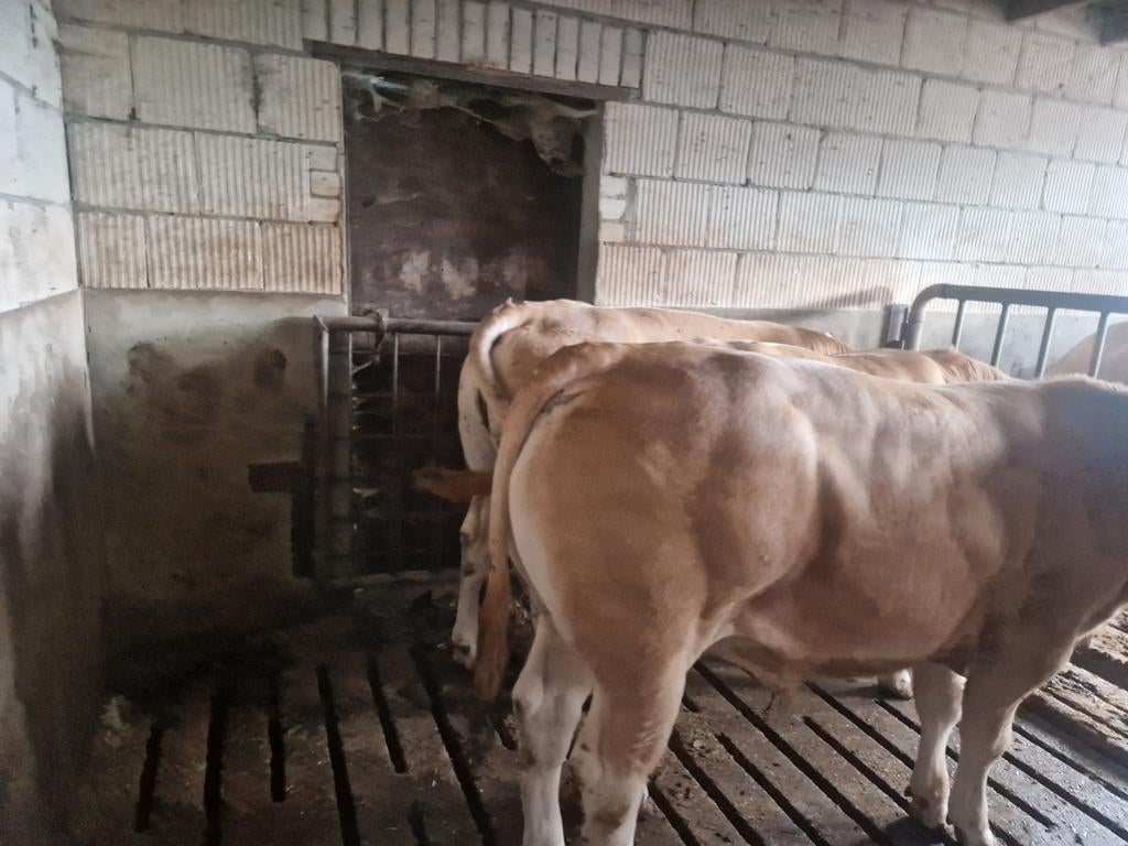 Mooie blonde stieren 3 stuks, Dieren en Toebehoren, Mannelijk