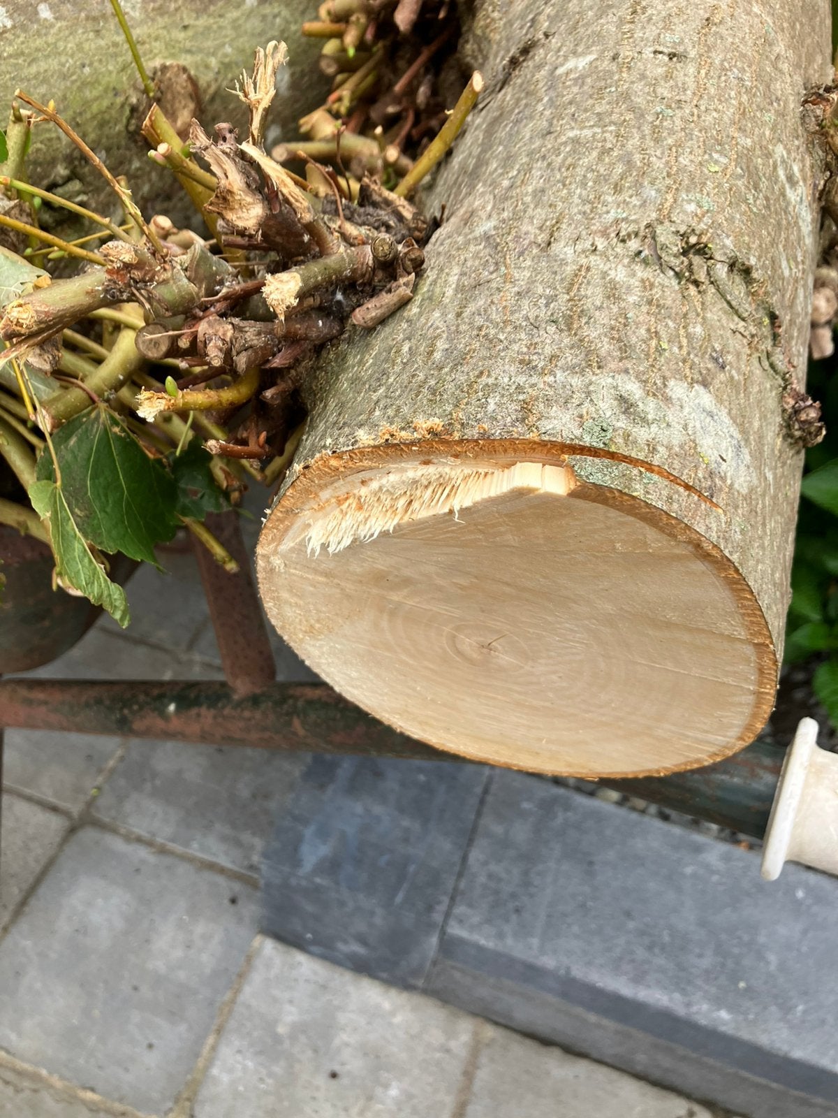Gratis boomhout, Minder dan 3 m³, Ophalen, Overige houtsoorten, Stammen