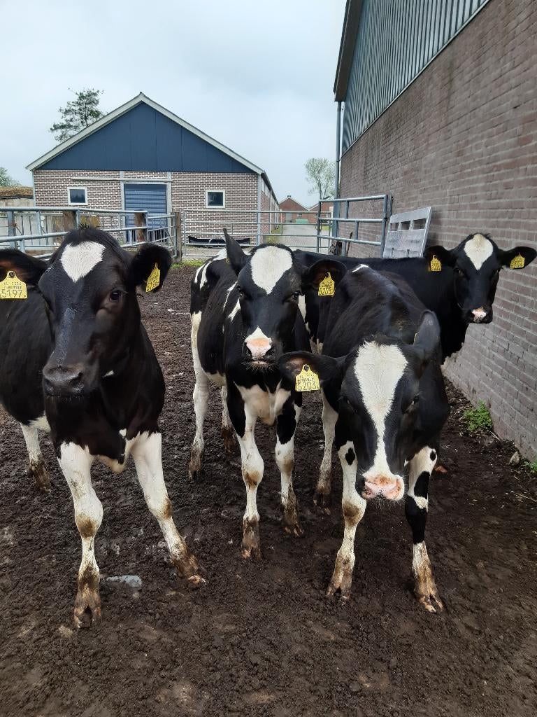 HF pinken, Dieren en Toebehoren, Runderen, Vrouwelijk, 0 tot 2 jaar