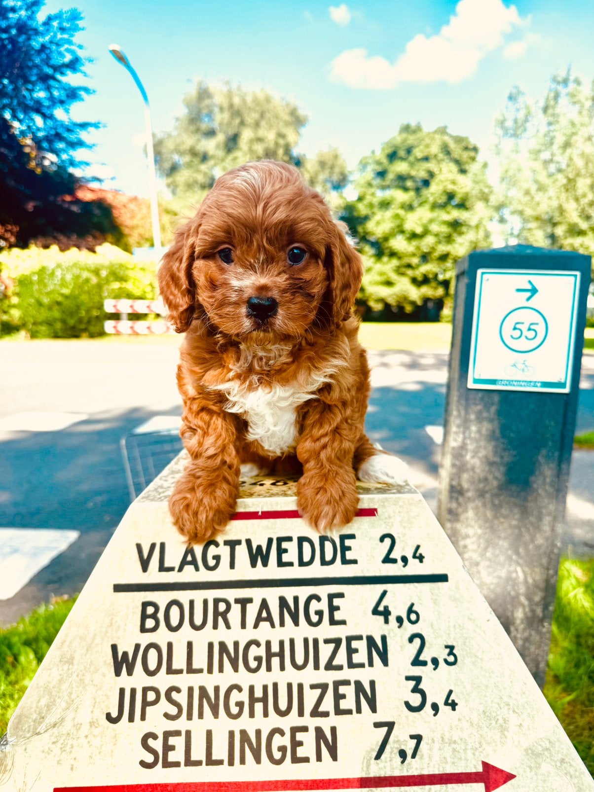 Cavapoo pups Hypoallergeen gezondheid getest, Dieren en Toebehoren, Nederland, Parvo, Overige rassen, 8 tot 15 weken