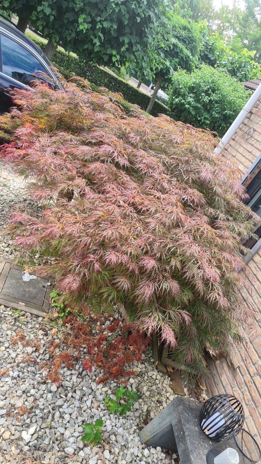 Prachtige Japanse esdoorn - Acer palmatum, Ophalen of Verzenden, Bloeit niet, Overige soorten, Halfschaduw