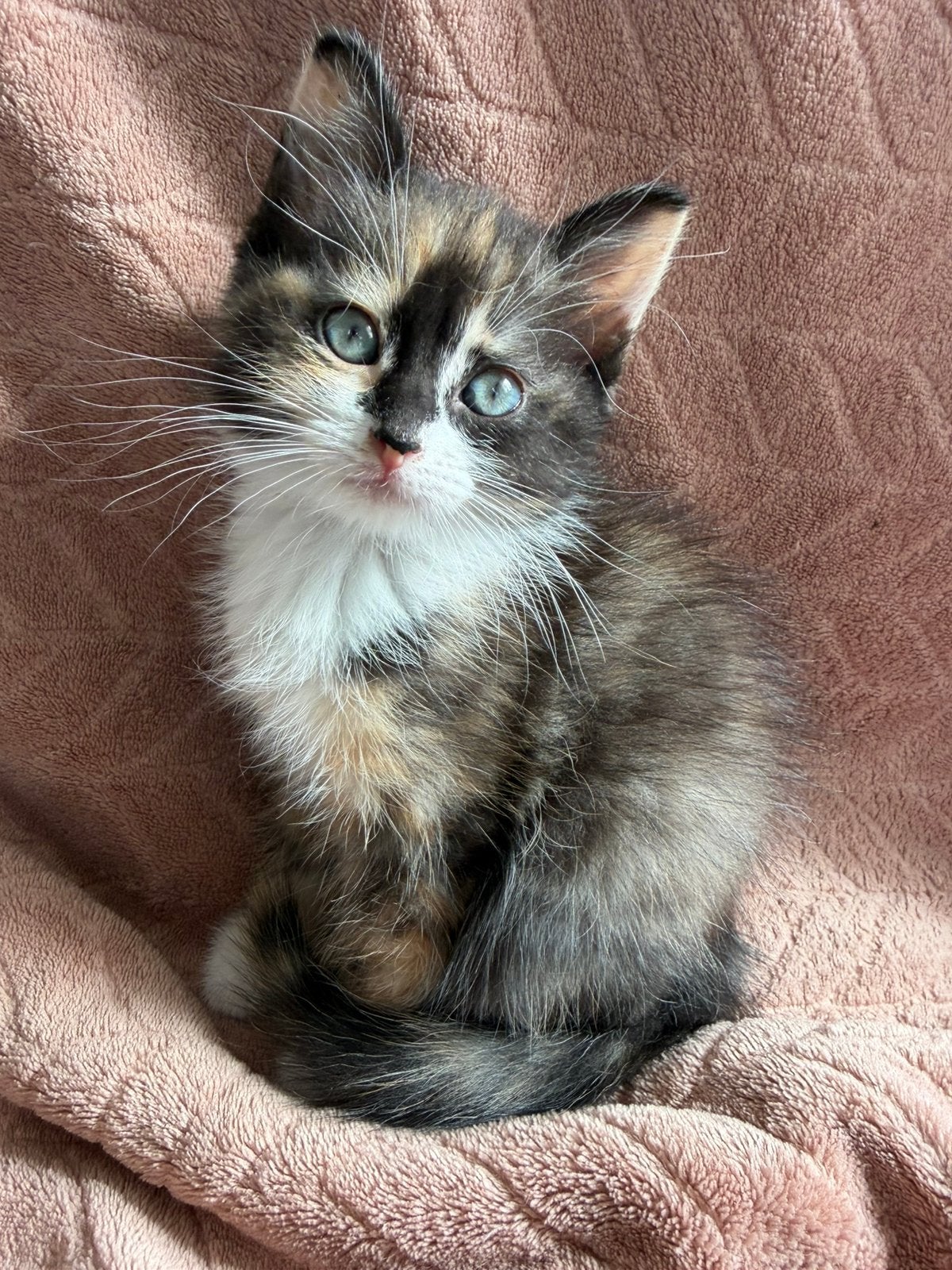 Neva Masquerade x x Noorse boskat, Meerdere dieren, Ontwormd, 0 tot 2 jaar