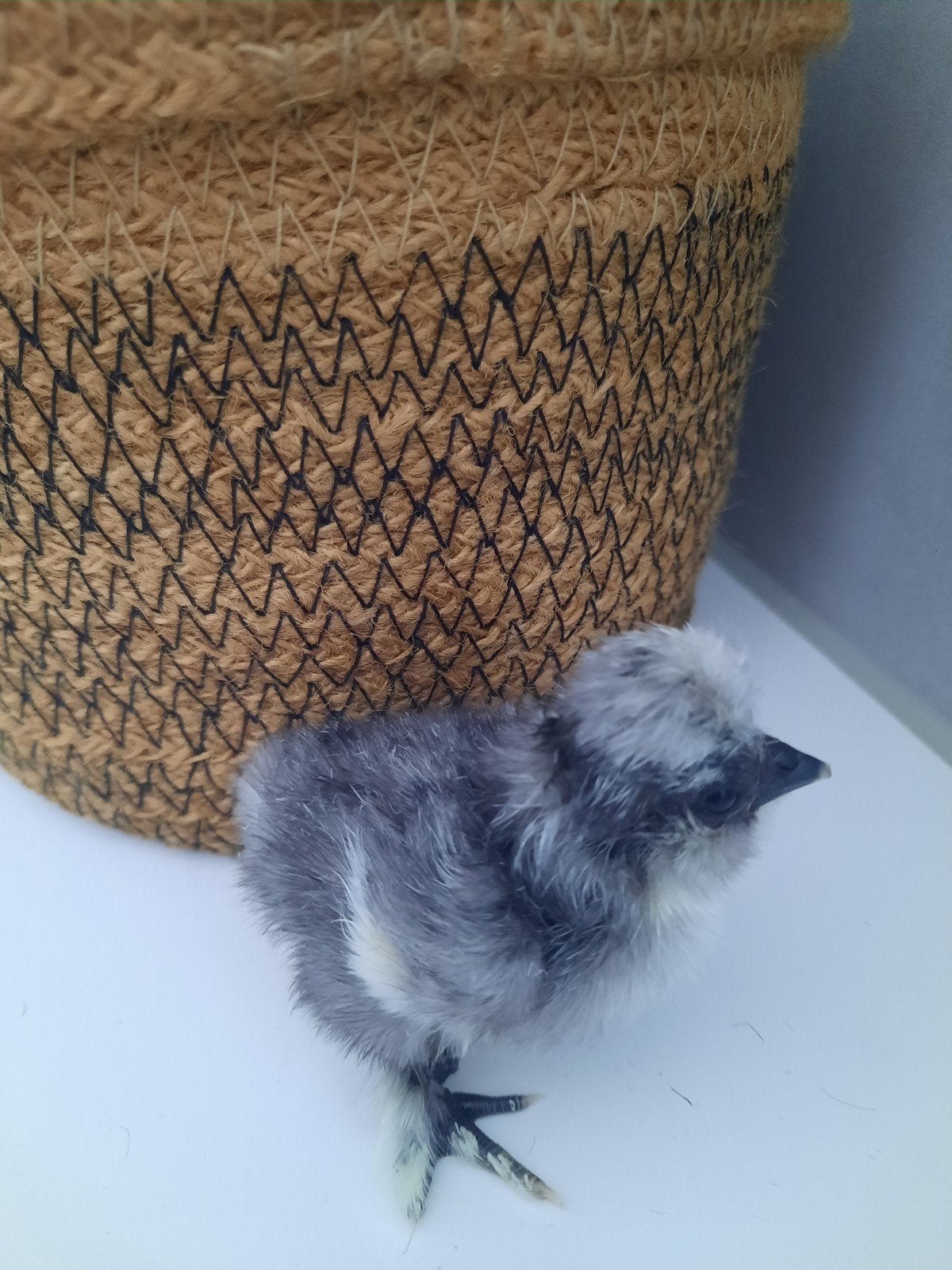 Knappe Zijdehoen kuikens 🐥 DNA getest, Meerdere dieren, Kip