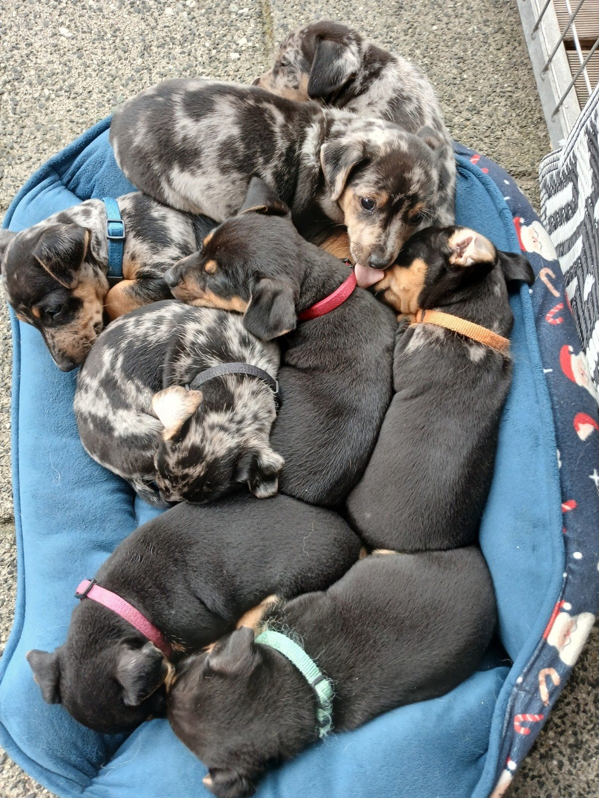 Te koop Jack Russel pups, Parvo, Jack Russell Terriër, 8 tot 15 weken, Meerdere