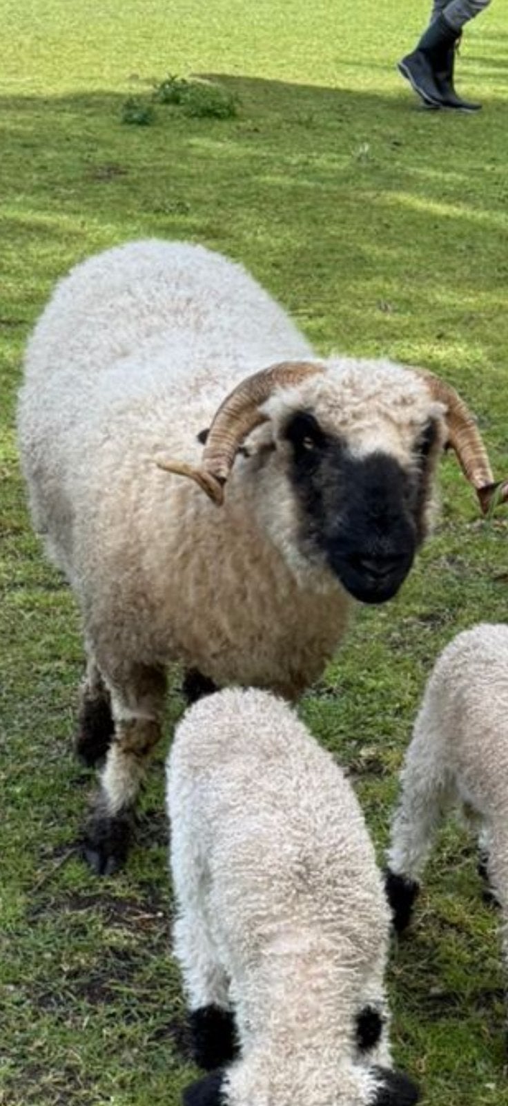 Prachtige Wallische schwarznase ooi, Vrouwelijk, Schaap