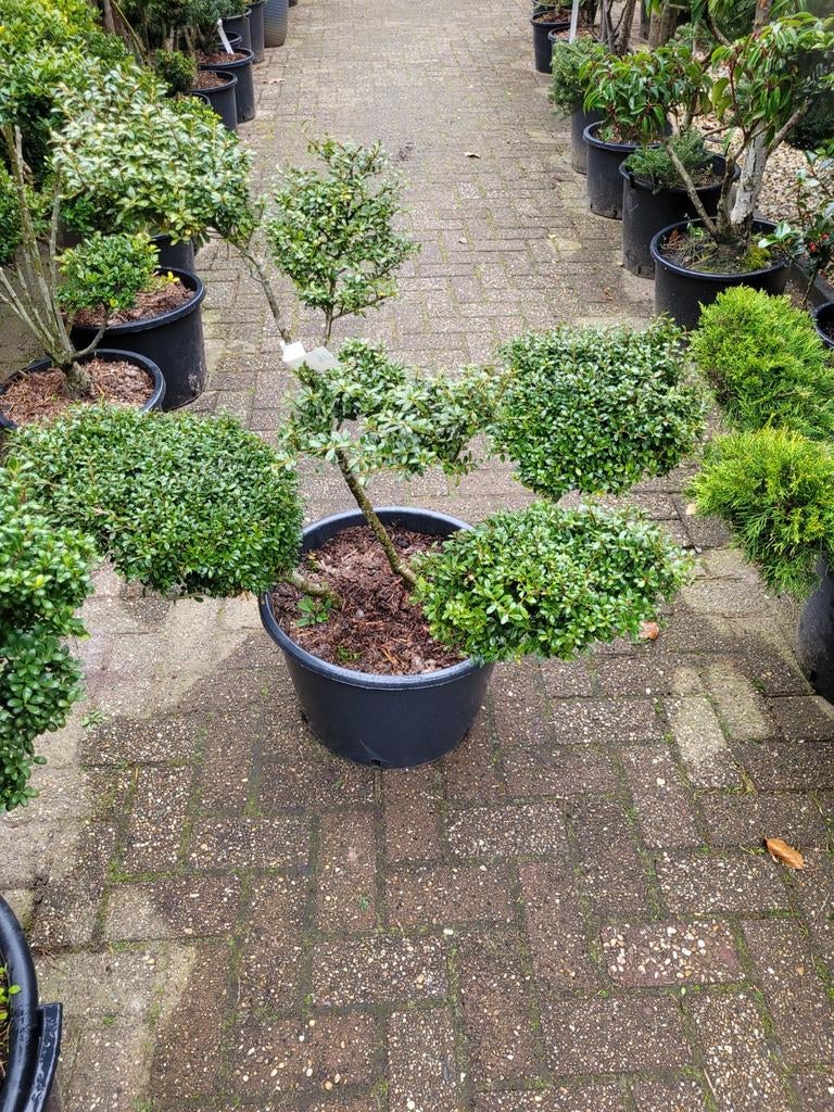 Diverse Ilex soorten vanaf 35€, Tuin en Terras, Planten | Tuinplanten, Ophalen, Vaste plant, Overige soorten