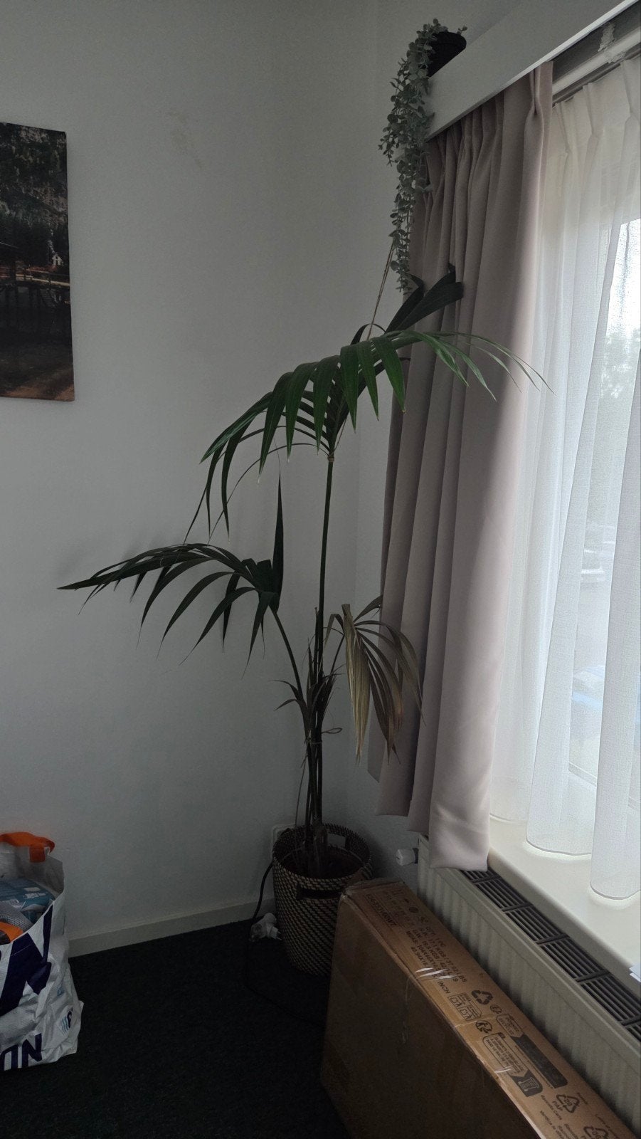 Grote Palm Kamerplant - Ideaal voor Binnen, Huis en Inrichting, Ophalen, Palm, Halfschaduw, In pot