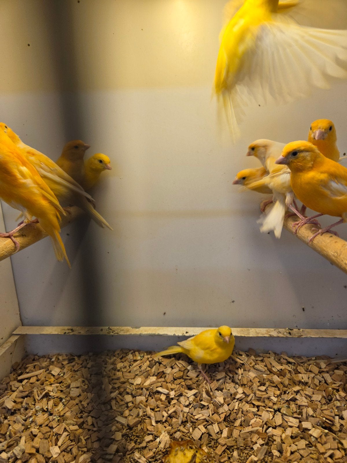 oranje en bonte kanaries, Dieren en Toebehoren, Meerdere dieren, Kleurkanarie