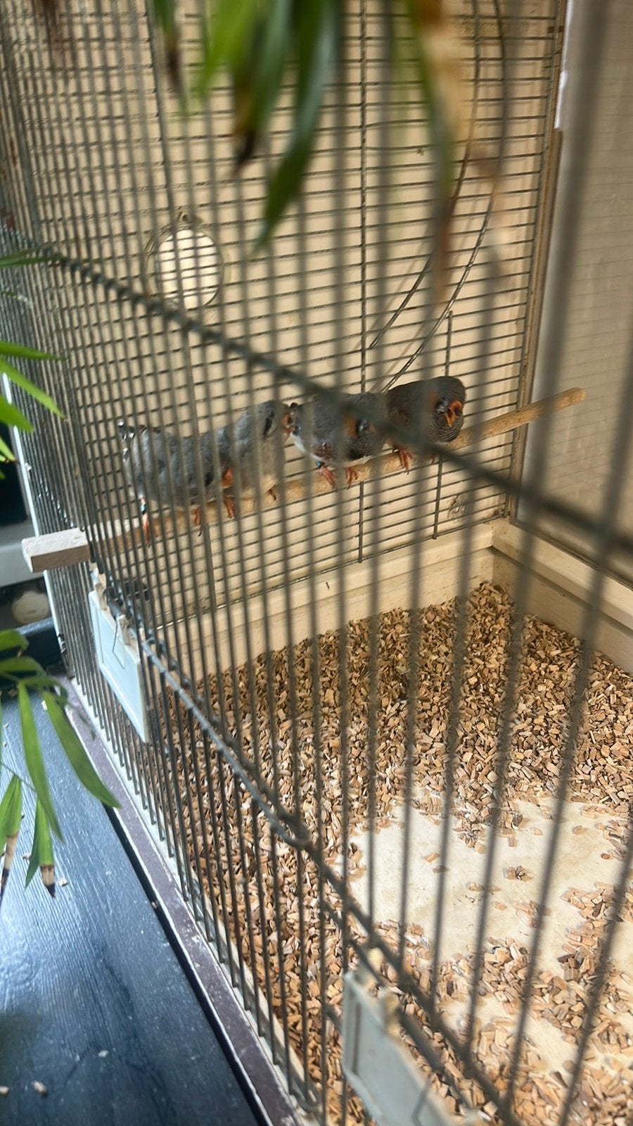4x split charcoal, Dieren en Toebehoren, Meerdere dieren