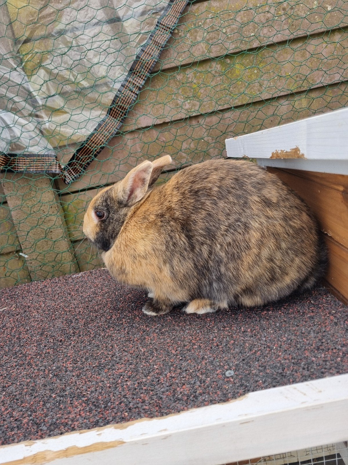 2 hand tammen dwerg konijnen inclusief hok en accessoires, Meerdere dieren, Dwerg