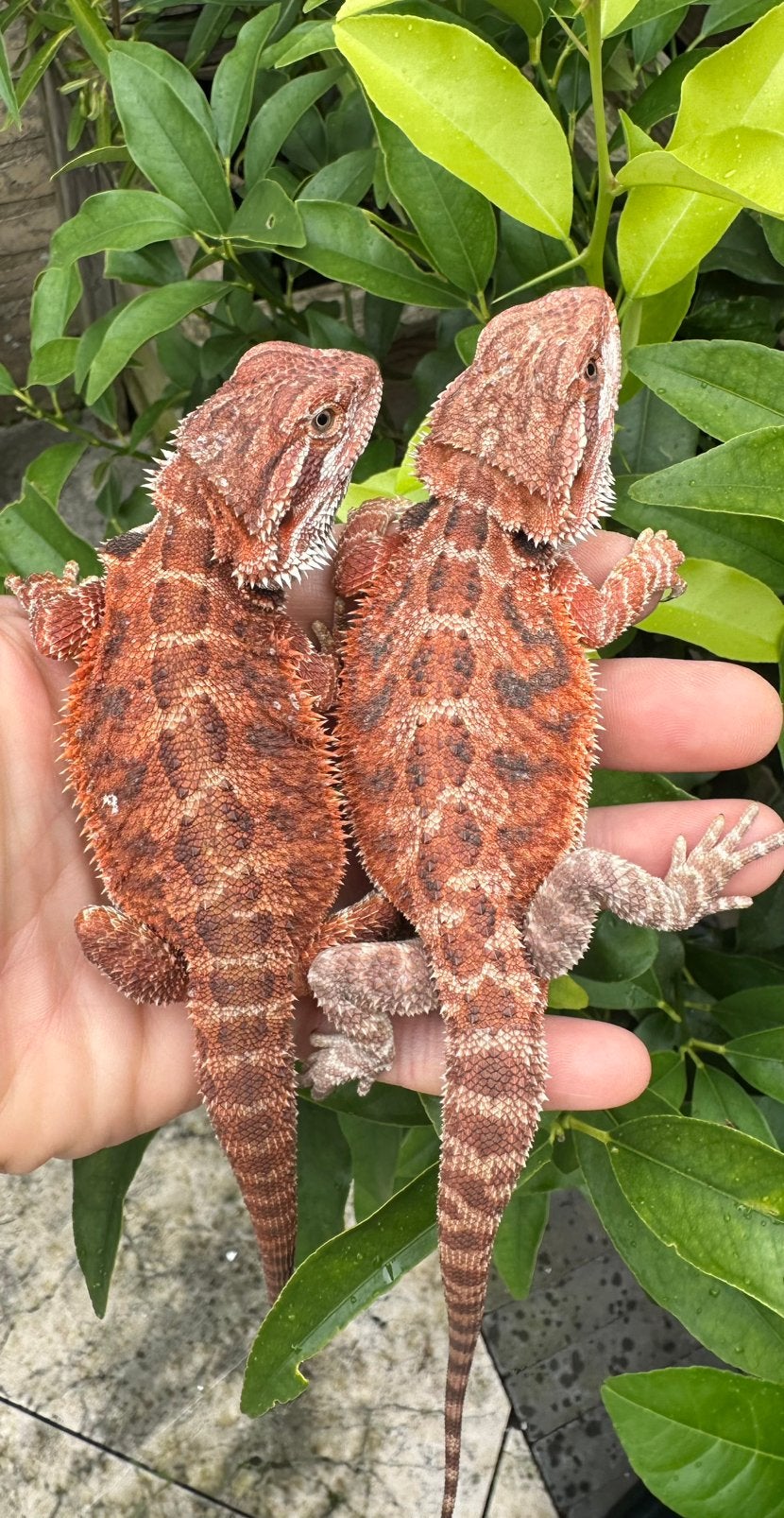 2 Baardagaam vrouwen Bearded Dragon - female for sale from Ivon