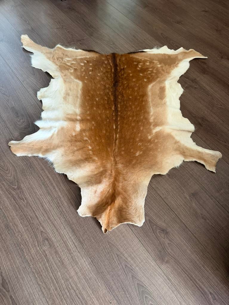 Damhertvacht taxidermie, Ophalen of Verzenden, Zo goed als nieuw, Opgezet dier