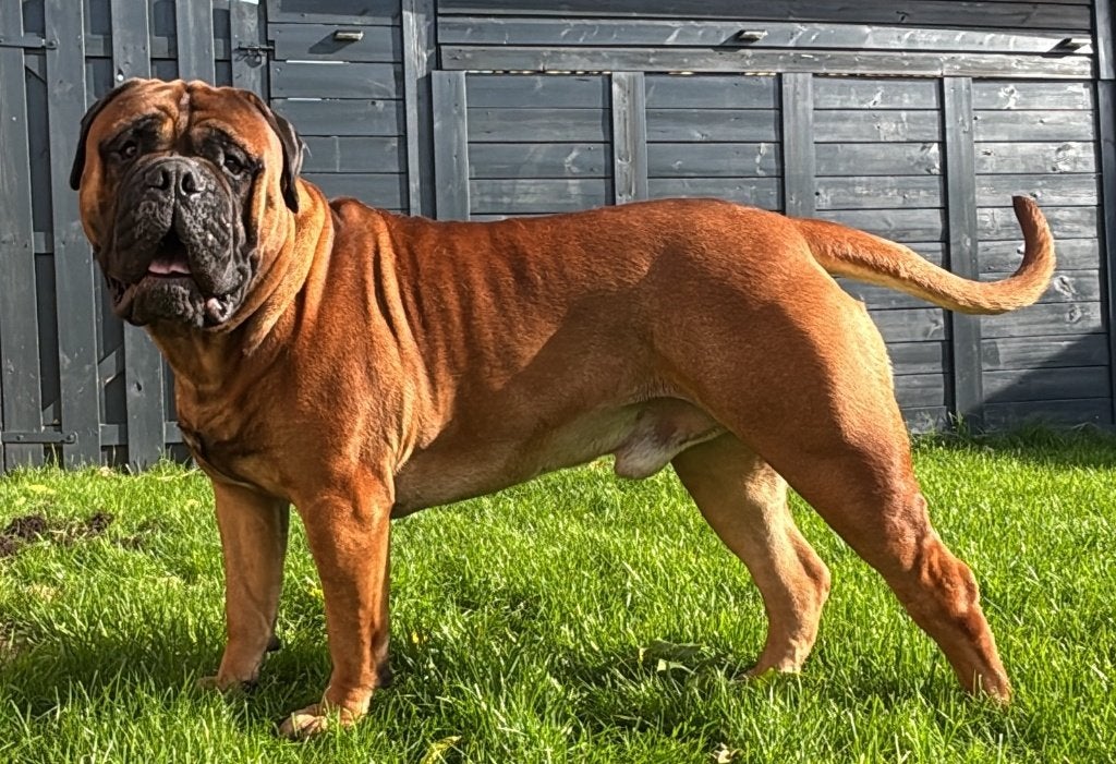 Bullmastiff Dekreu bull mastiff, Reu, 1 tot 2 jaar, Eén hond, CDV (hondenziekte)