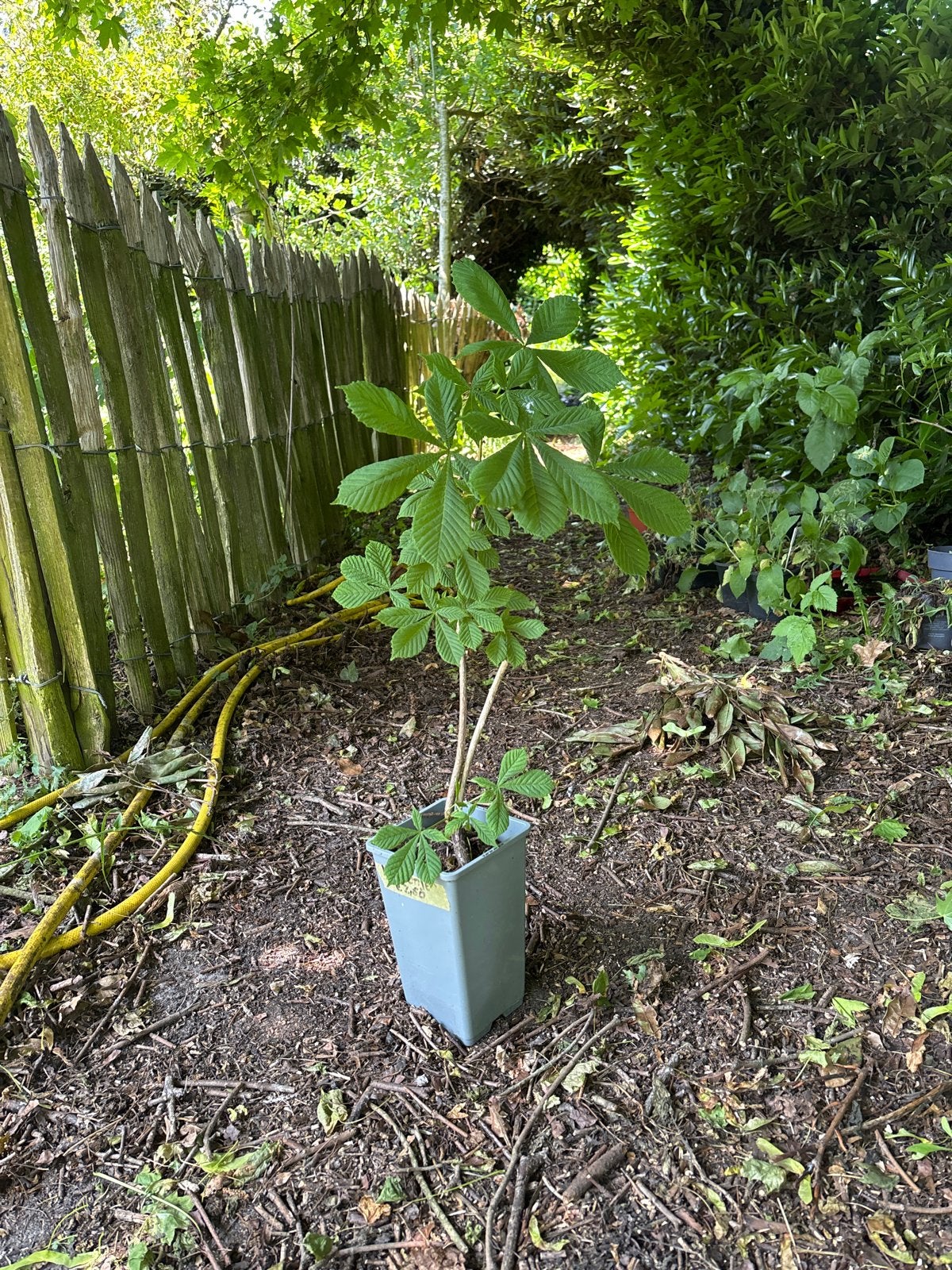 Jonge Paardenkastanje boom - Aesculus hippocastanum, Volle zon, Vaste plant, Lente, Ophalen
