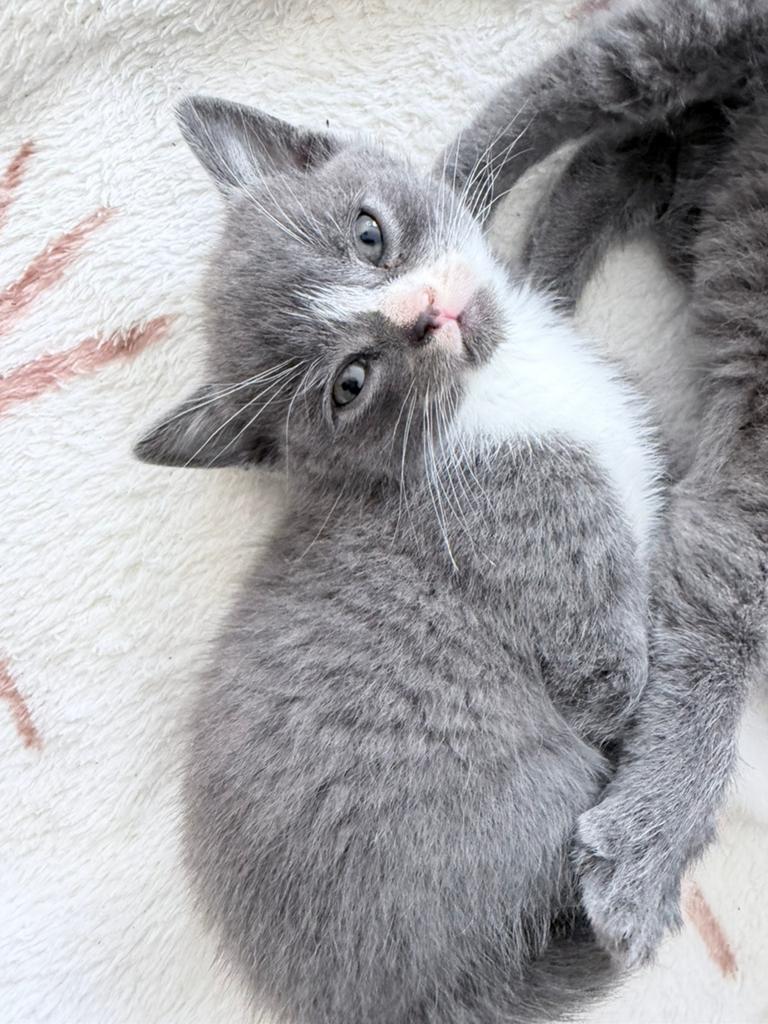 Briste korthaar kittens, Dieren en Toebehoren, Meerdere dieren