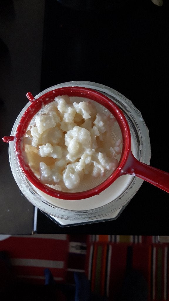 50 gram biologische melkkefirkorrels voor 5 euro, Ophalen