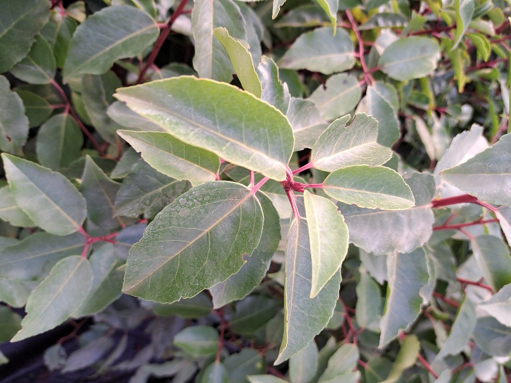 Mooie Portugese Laurier  80-100 cm hoog, Tuin en Terras, Planten | Struiken en Hagen, Ophalen of Verzenden, Laurier, Haag, Minder dan 100 cm