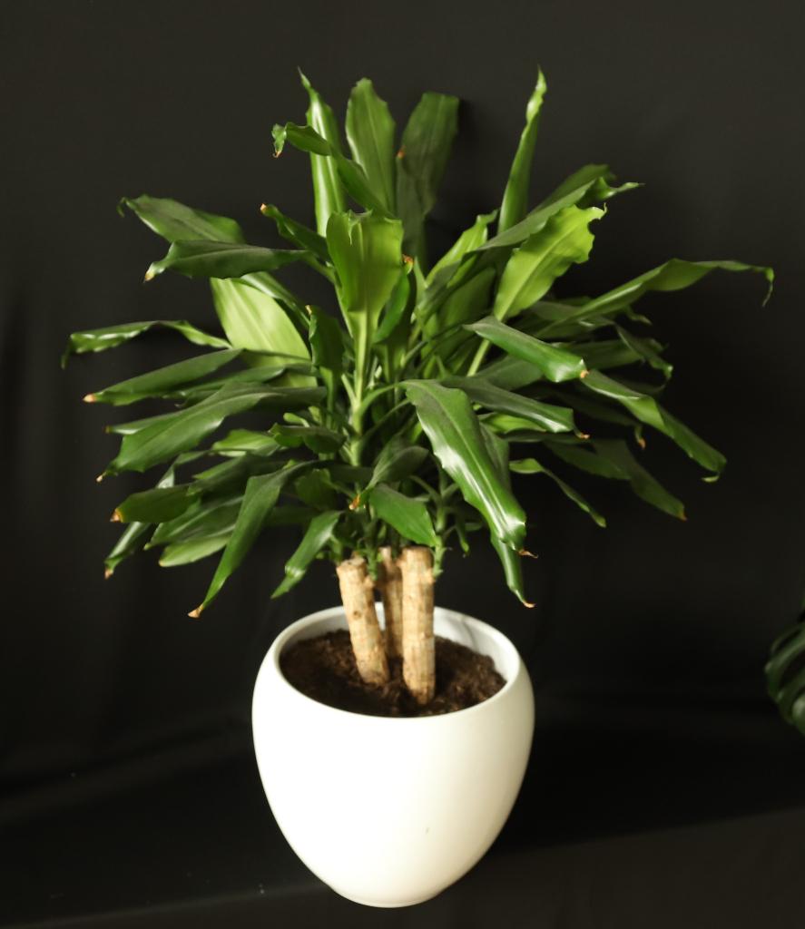 Drakenbloedboom (Dracaena fragrans), In pot, Minder dan 100 cm, Yucca, Halfschaduw