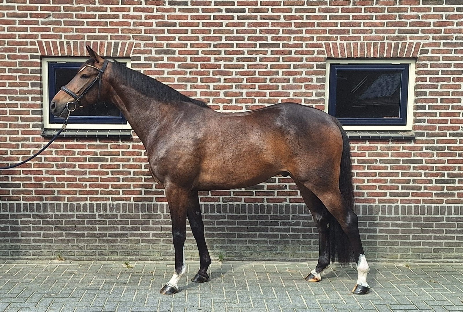 Meerdere kwaliteitsvolle paarden te koop uit eigen fokkerij, Dieren en Toebehoren, Paarden, Merrie, Springpaard, Met stamboom
