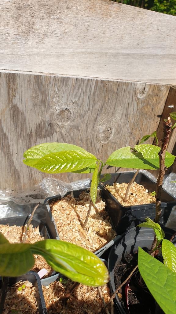 Pawpaw (asimina triloba), Ophalen, Minder dan 100 cm, Lente, Overige soorten