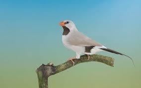 koppels Topaas spitsstaart amadines, Meerdere dieren