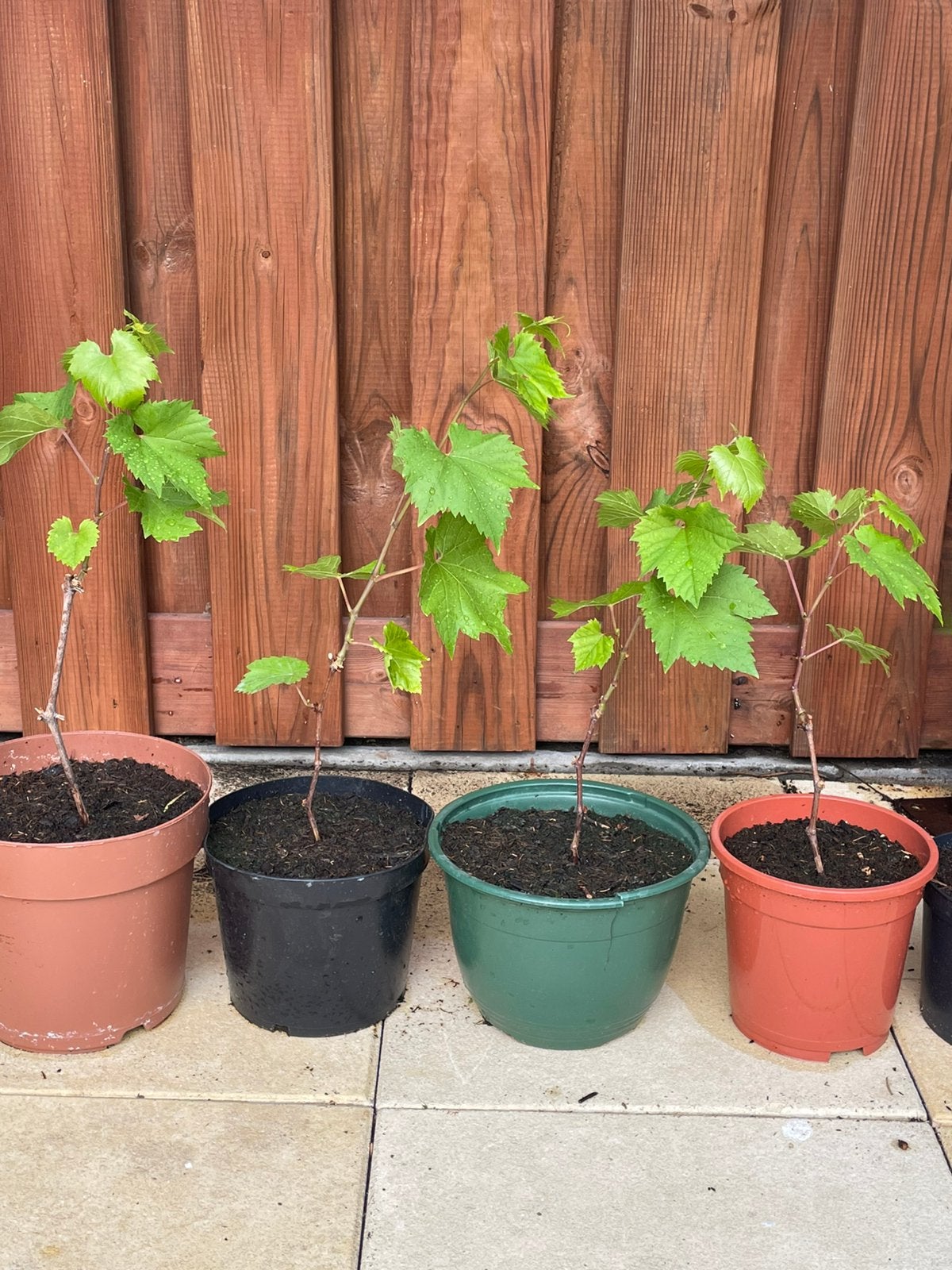 Druiven planten, Tuin en Terras, Planten | Fruitbomen, Ophalen, Minder dan 100 cm, Overige soorten, Zomer