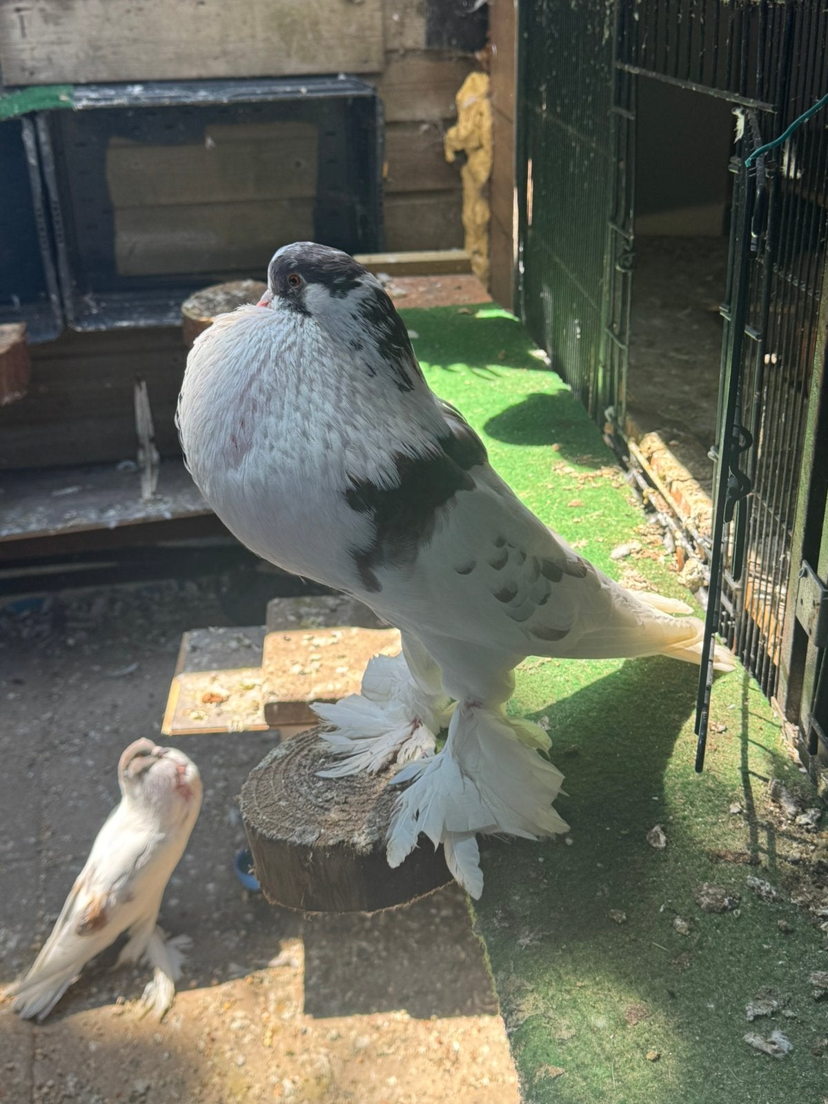 Pommerse kroppers, Dieren en Toebehoren, Vogels | Duiven, Meerdere dieren