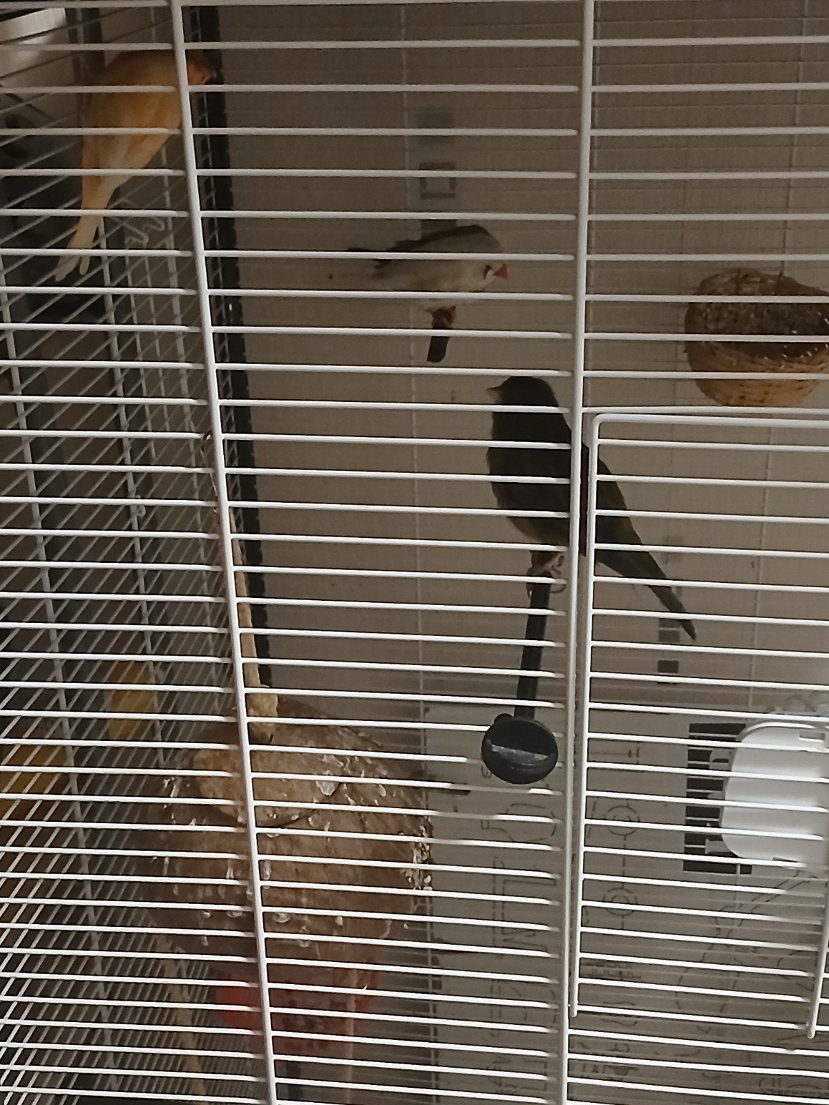 Kamervoljere met vogels, Dieren en Toebehoren, Meerdere dieren, Kleurkanarie