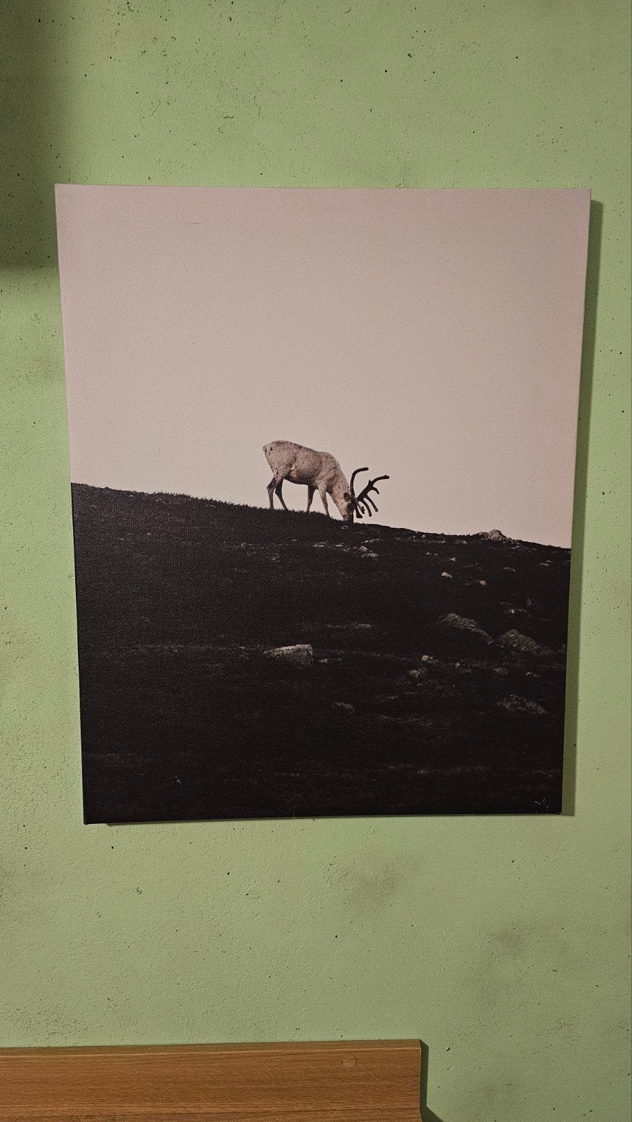 Canvas rendier op heuvel, Minder dan 50 cm, Ophalen of Verzenden, Zo goed als nieuw, Schilderij