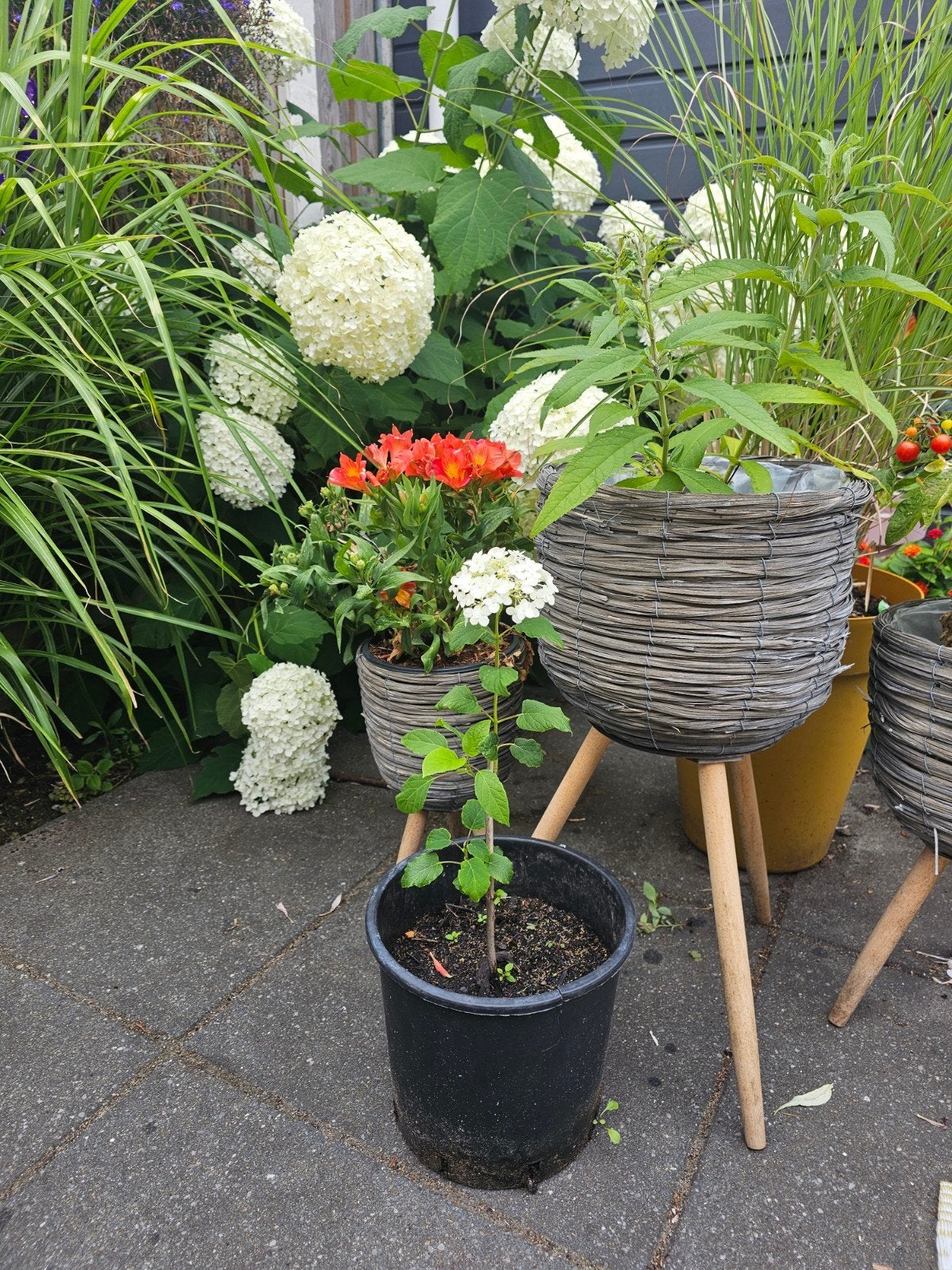 Goed gewortelde stek vd hortensia annabel en meer 4,95 pst, Tuin en Terras, Planten | Tuinplanten, Ophalen, Vaste plant, Overige soorten