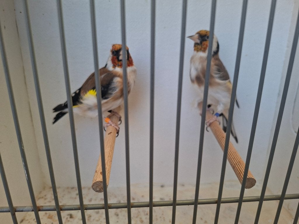 Koppel major putters 2022, Dieren en Toebehoren, Meerdere dieren, Wildzangvogel, Geringd