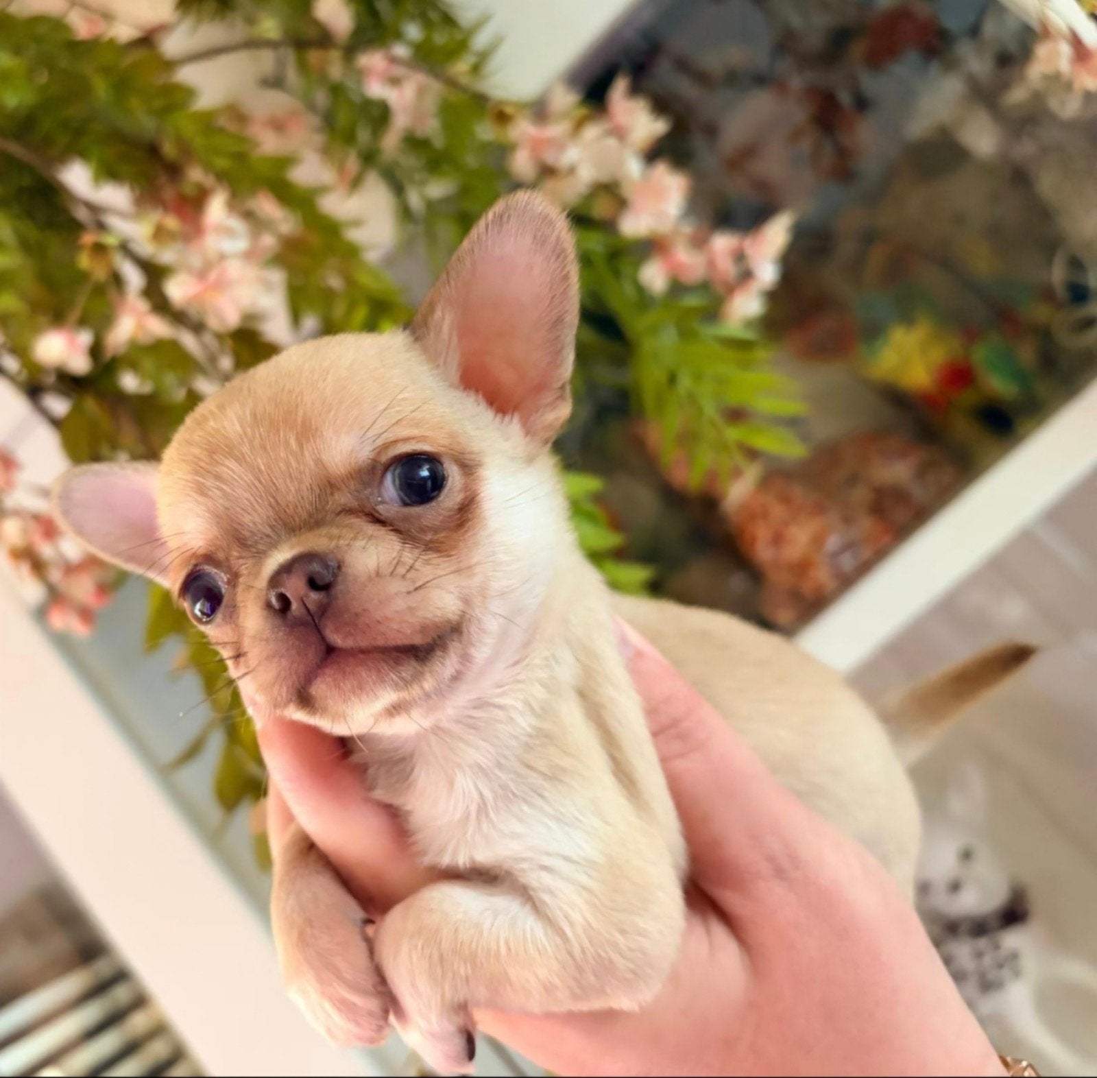 Prachtige Chihuahua pups met fci stamboom., Parvo, 8 tot 15 weken, Meerdere, Meerdere dieren