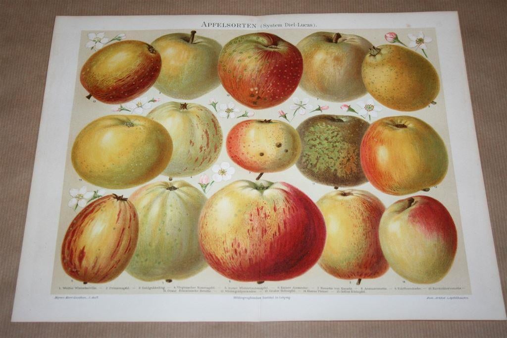 Antieke kleurenlitho - Diverse soorten appels - Ca 1900 !!, Ophalen of Verzenden