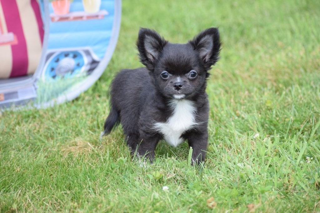 Chihuahua pups kies uw kleur, 15 weken tot 1 jaar, Buitenland, Parvo, Meerdere