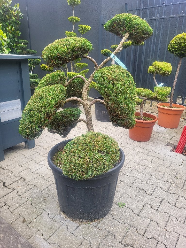 Juniperus sabina Tam No Blight bonsai, Volle zon, Vaste plant, Bloeit niet, Ophalen