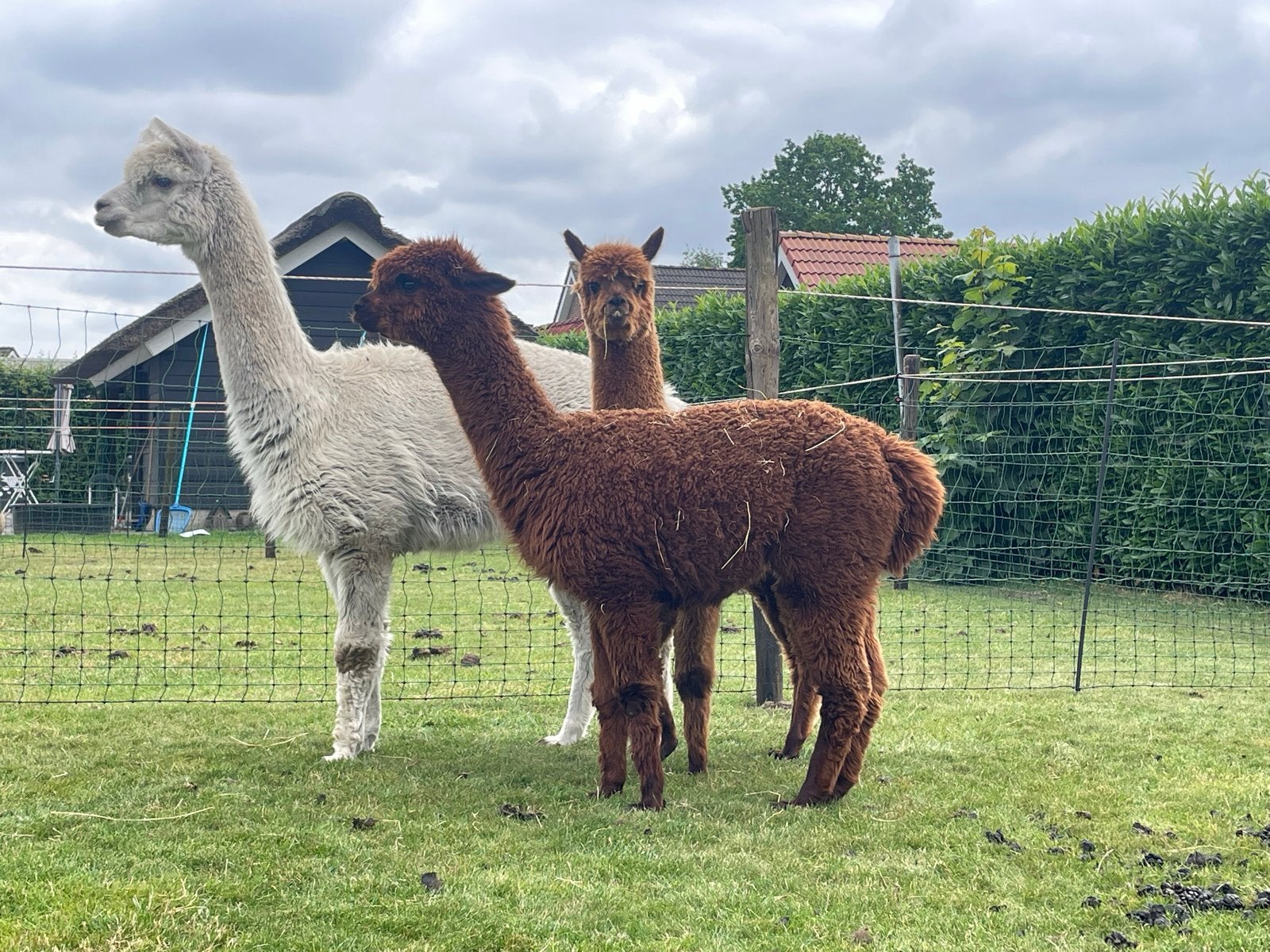 Alpaca te koop, Dieren en Toebehoren, Overige Dieren, Juni, Meerdere dieren
