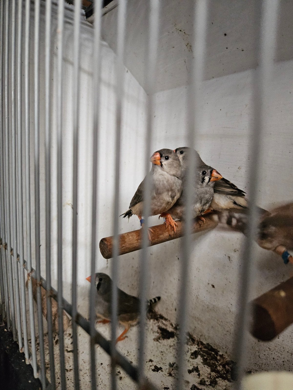 Zebravinken koppel, Dieren en Toebehoren, Meerdere dieren, Tropenvogel